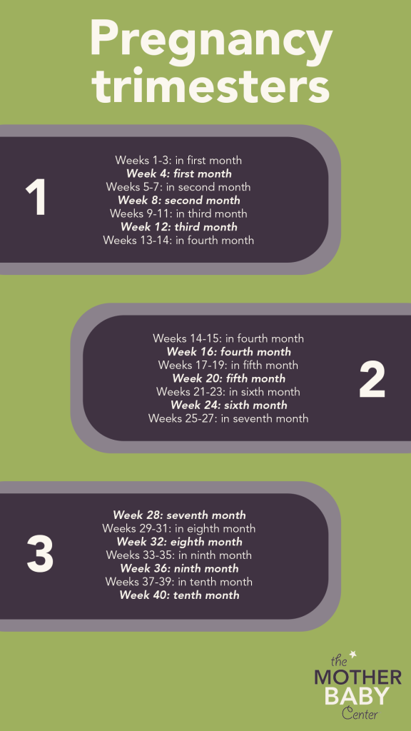 Pregnancy Weeks Months Trimesters | Hot Sex Picture